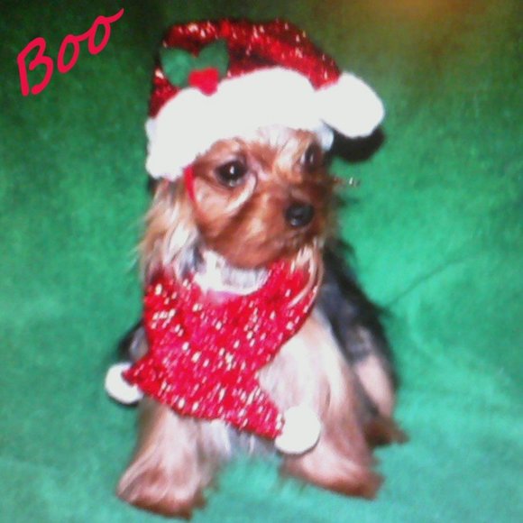 Meet your Posher, Sissie - Picture 11 of 14